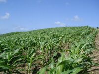 Corn field